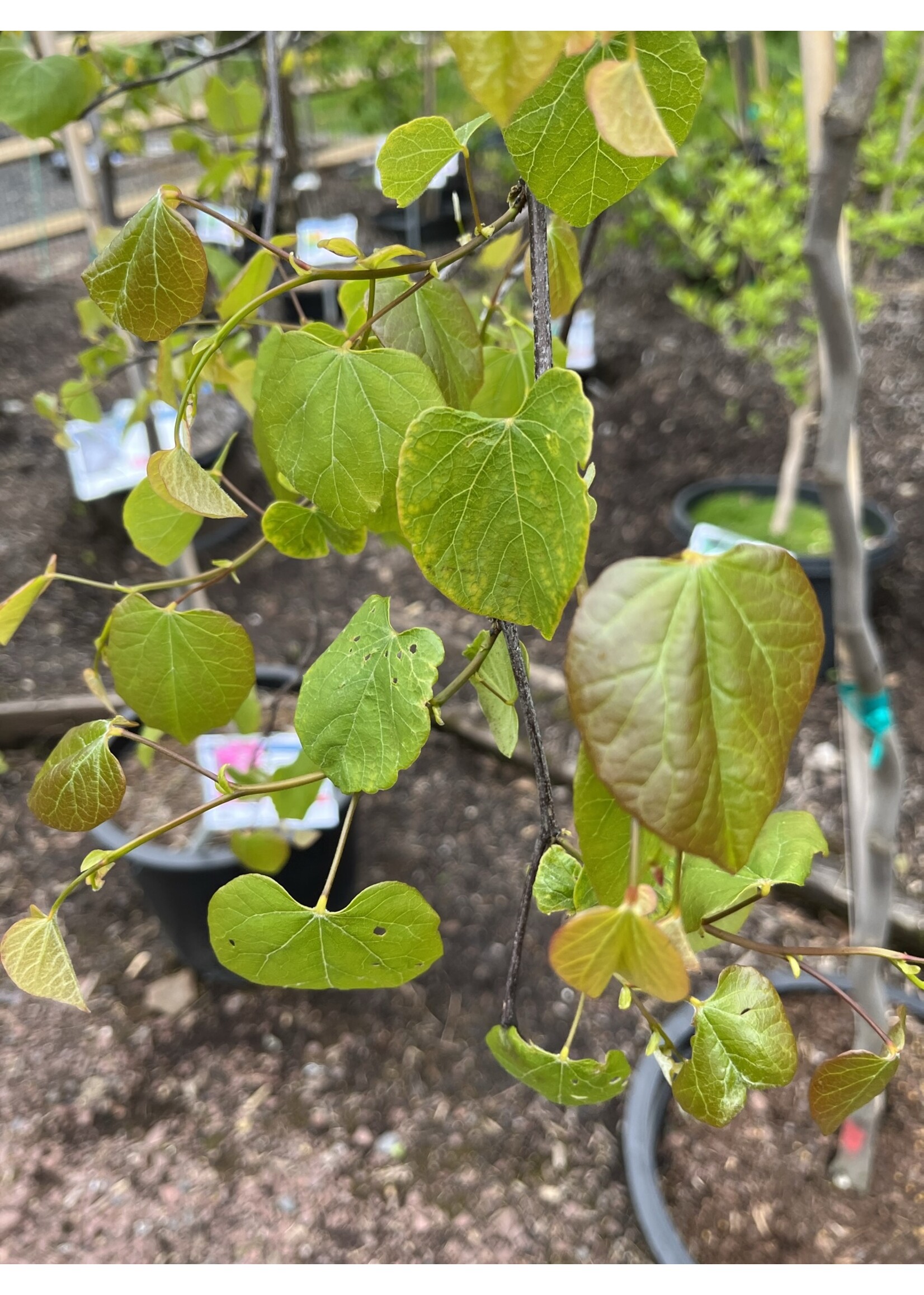 Cercis can. Covey Redbud - Eastern Weeping, Lavender Twist, #15