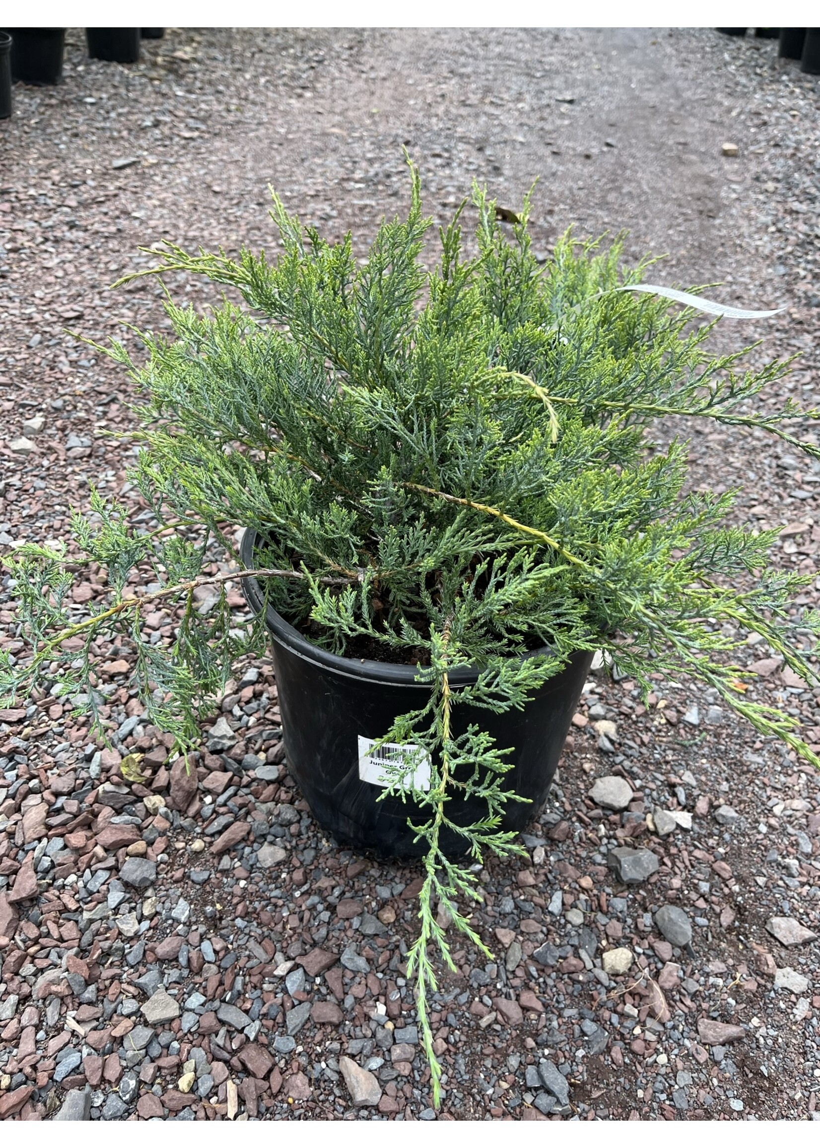Juniperus virginiana 'Grey Owl' Redcedar, #3