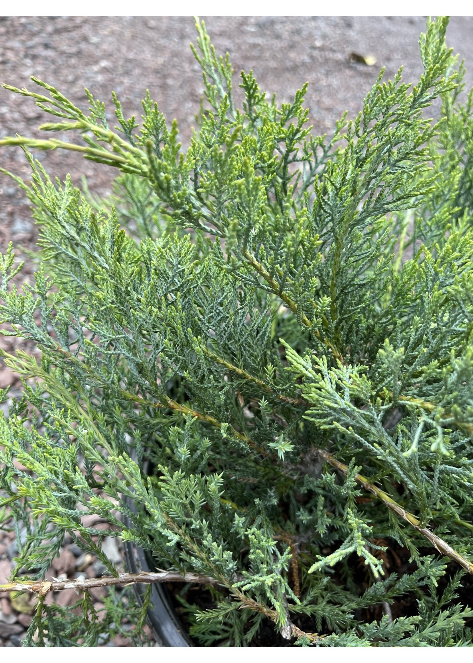 Juniperus virginiana 'Grey Owl' Redcedar, #3