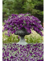 Petunia, Easy Wave assorted colors, 4.5" pot