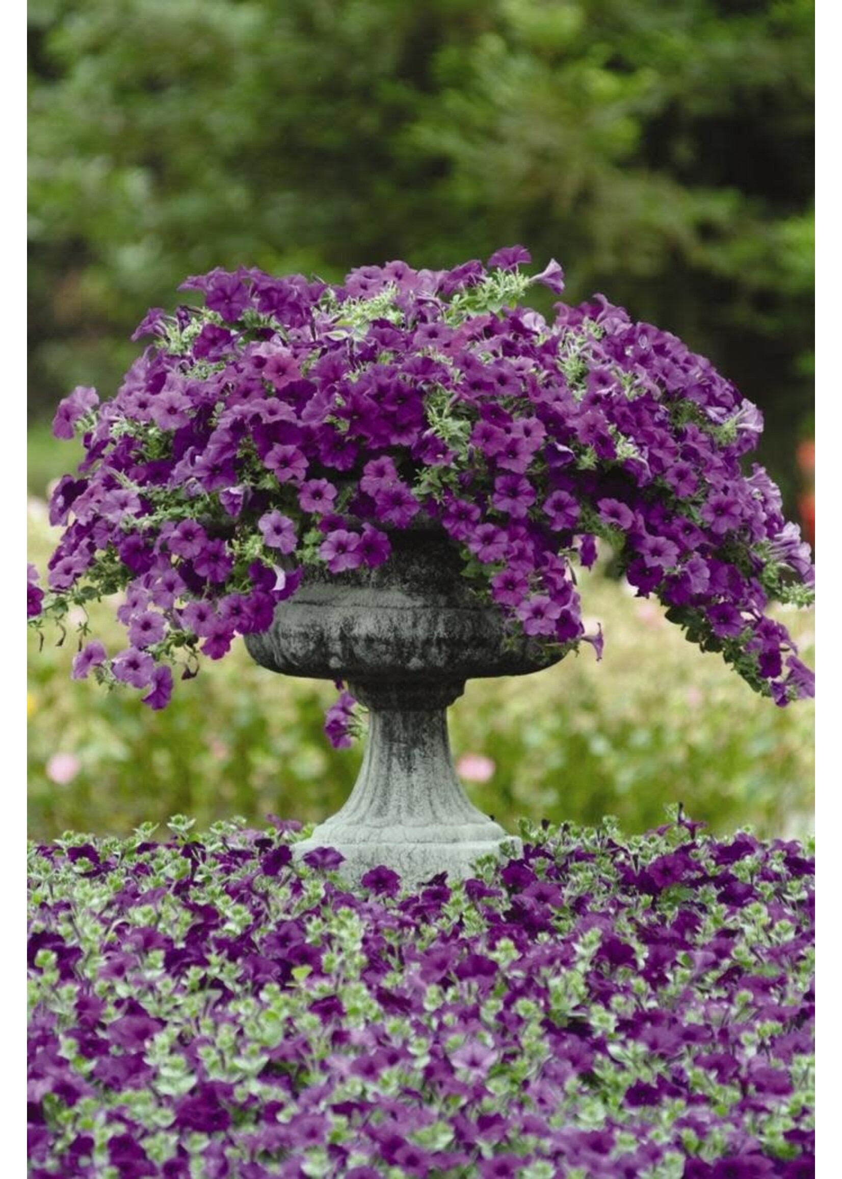 Petunia, Easy Wave assorted colors, 4.5" pot