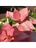 Cornus kousa x Rosy Teacups Dogwood - Kousa x nuttallii Rosy Teacups, #7