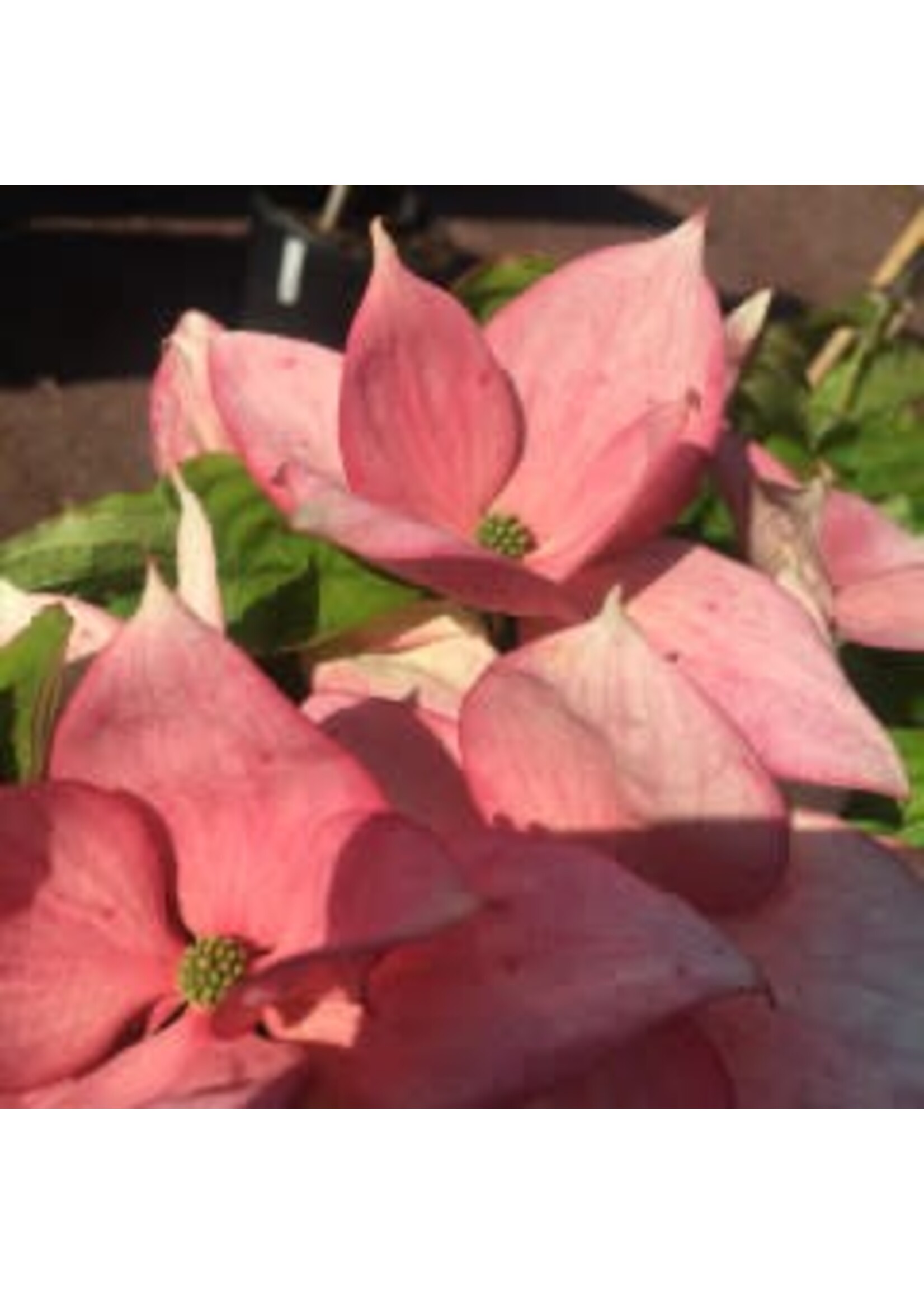 Cornus kousa x Rosy Teacups Dogwood - Kousa x nuttallii Rosy Teacups, #7