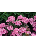 Hydrangea serrata CanCan Hydrangea - Can Do Hydrangea #3