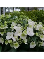 Hydrangea Fairytrail Bride, Hydrangea -trailing, #3