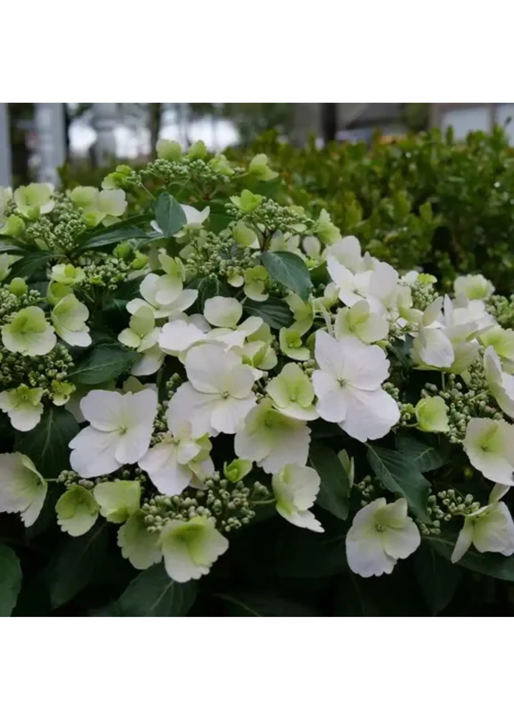 Hydrangea Fairytrail Bride, Hydrangea -trailing, #3