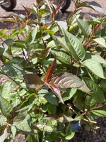 Diervilla x Nightglow Firefly Honeysuckle Bush - #3