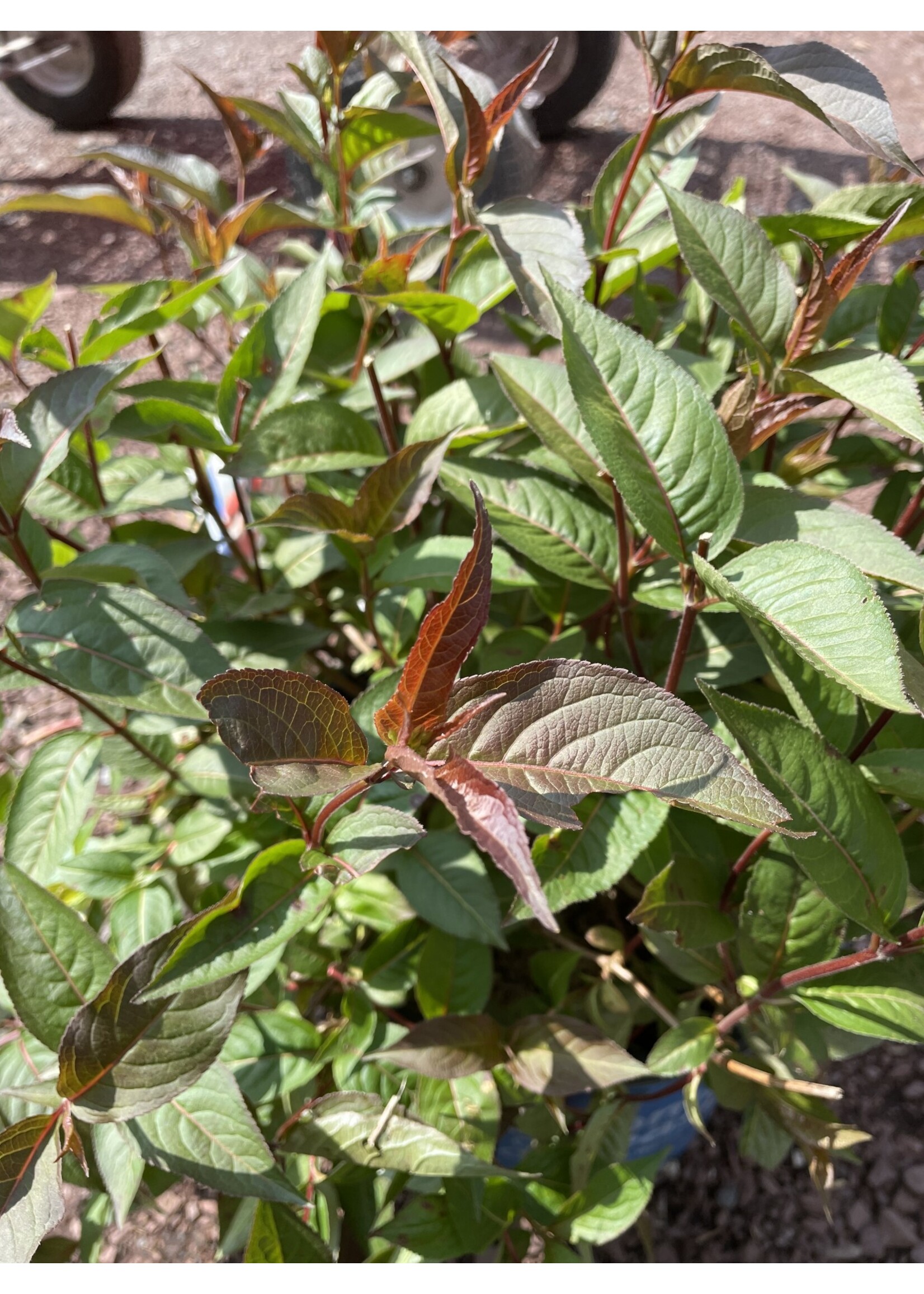 Diervilla x Nightglow Firefly Honeysuckle Bush - #3