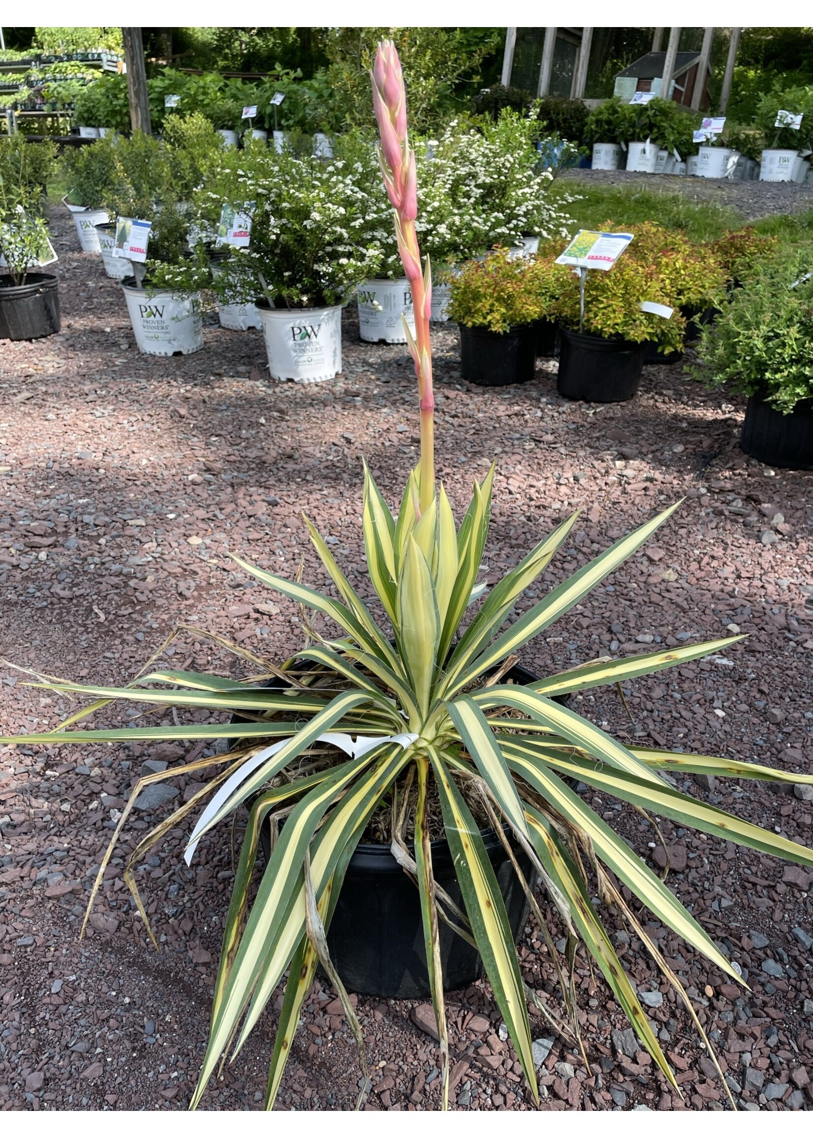 Yucca filamentosa Color Guard Adam's Needle, Color Guard, #3