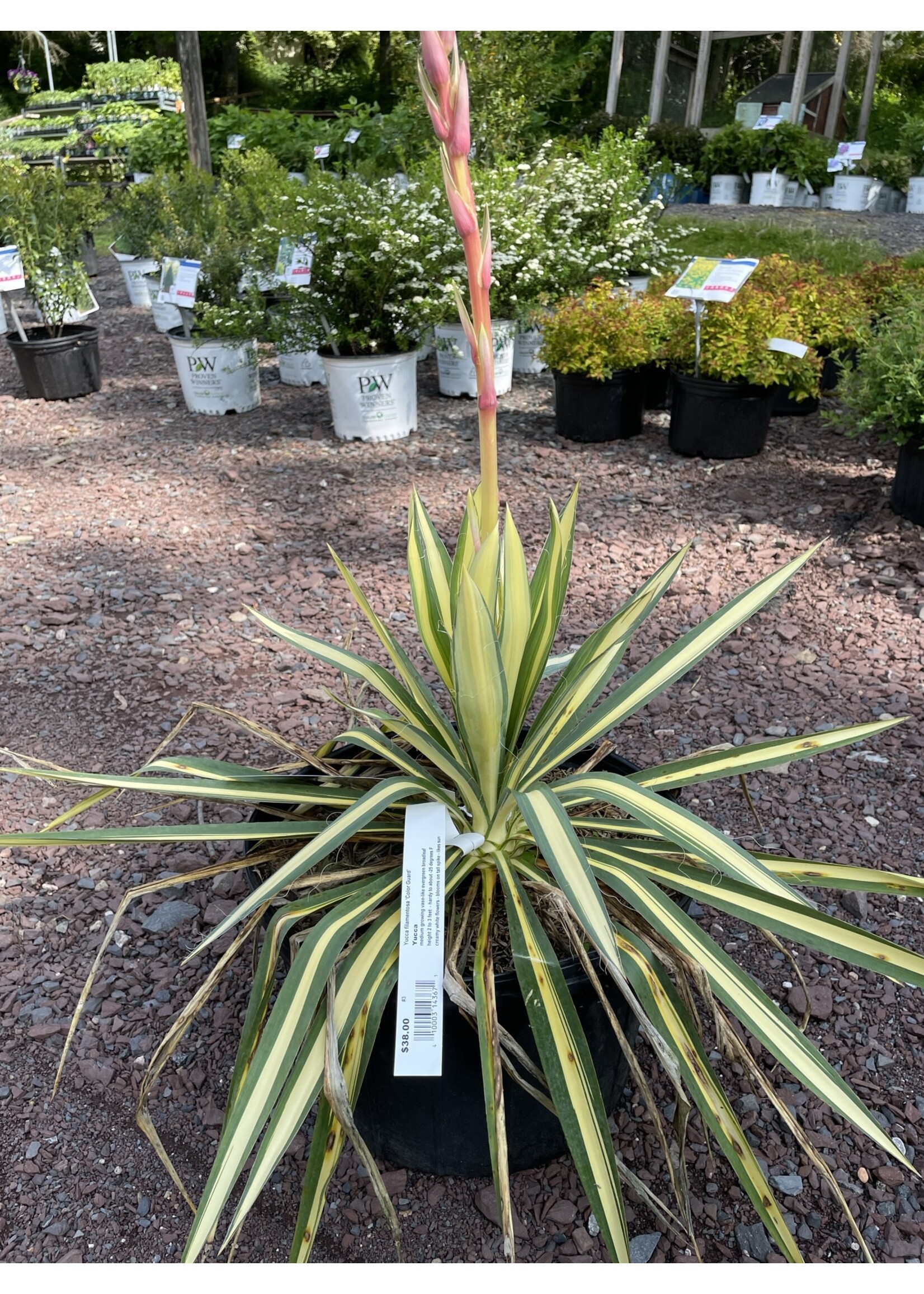 Yucca filamentosa Color Guard Adam's Needle, Color Guard, #3