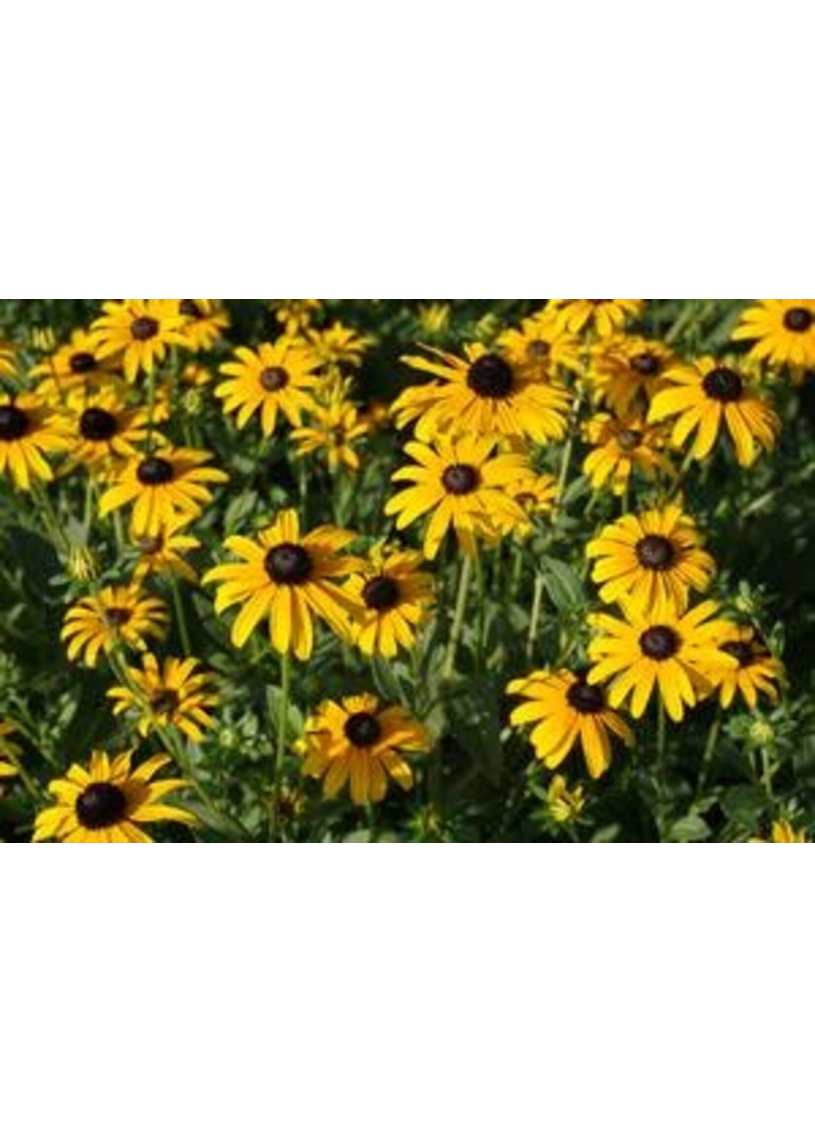 Rudbeckia fulgida var. deamii,  Black-Eyed Susan, #1