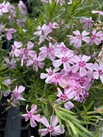 Phlox sub. Spring Pink Dark Eye Phlox - Creeping, #1