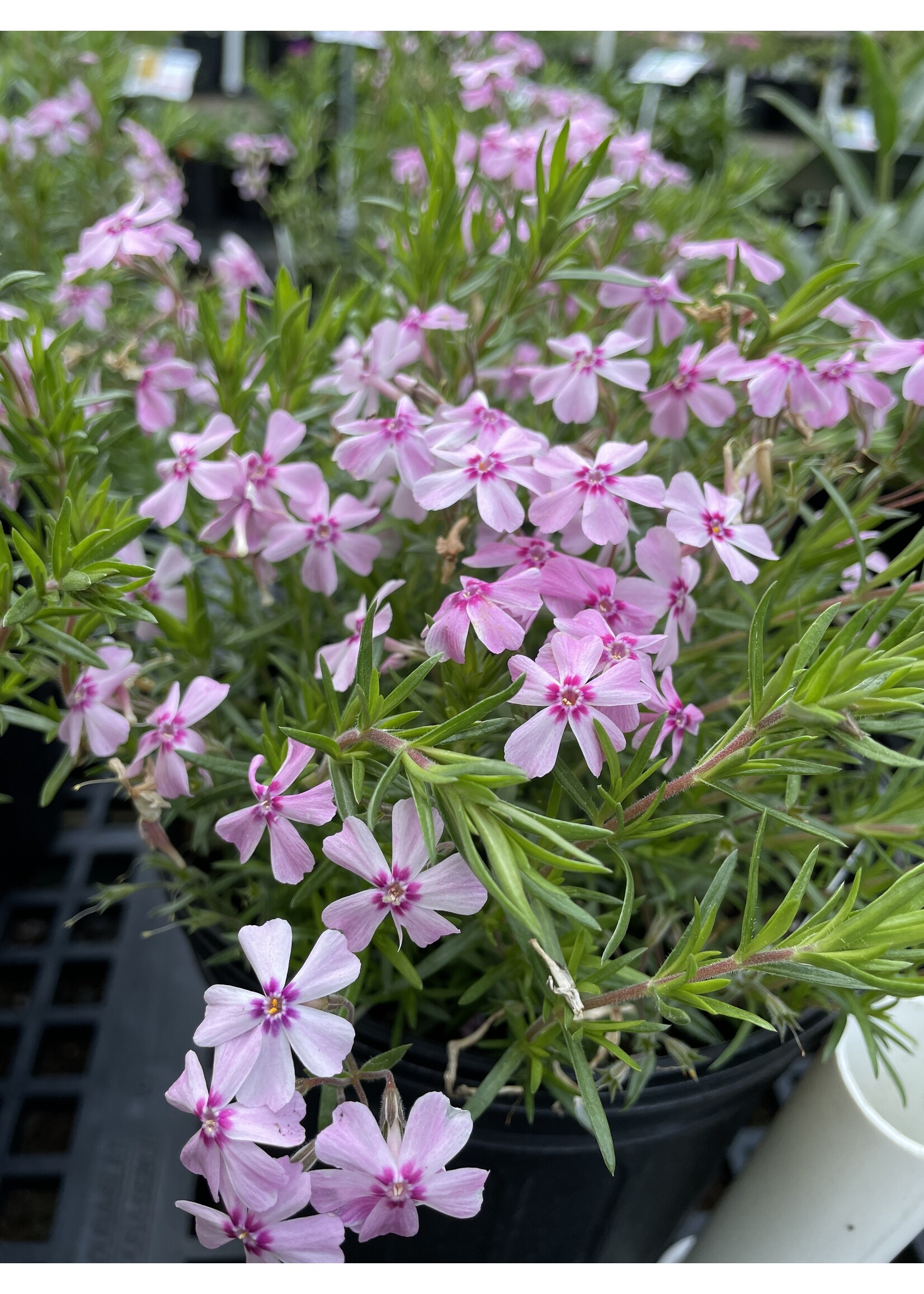 Phlox sub. Spring Pink Dark Eye Phlox - Creeping, #1