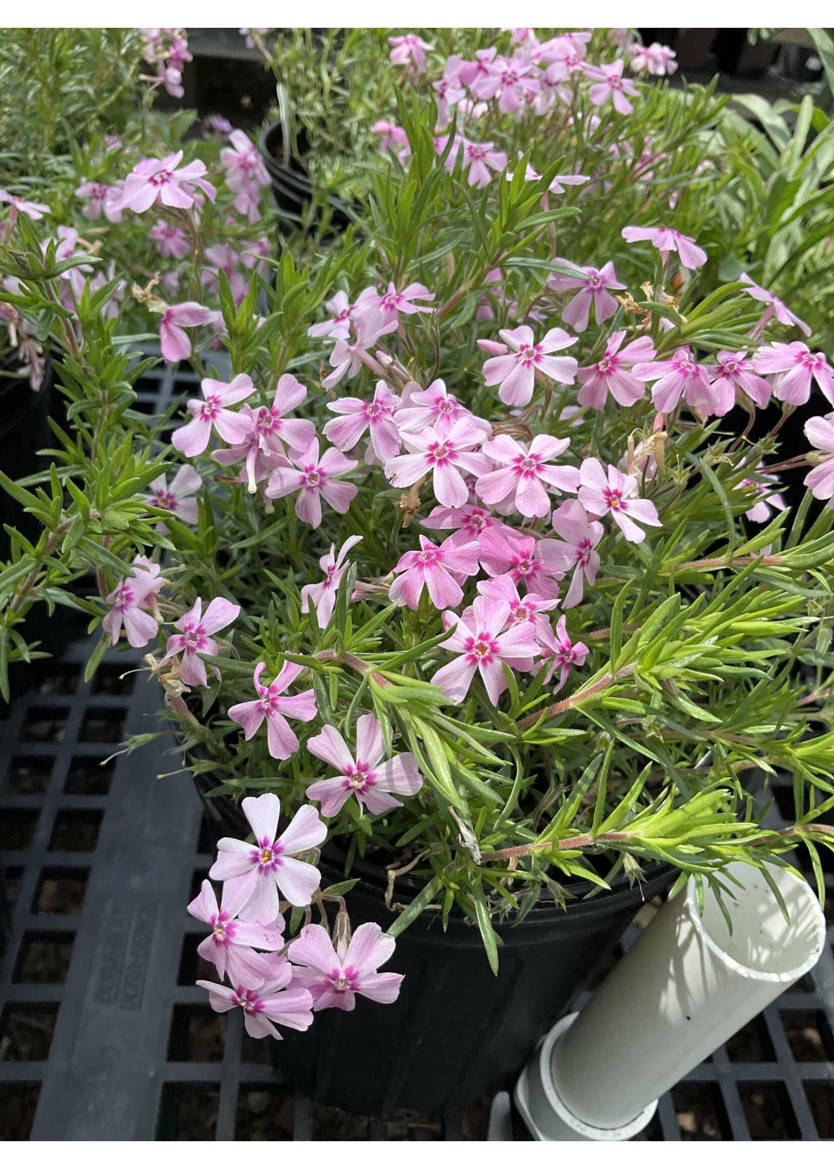 Phlox sub. Spring Pink Dark Eye Phlox - Creeping, #1