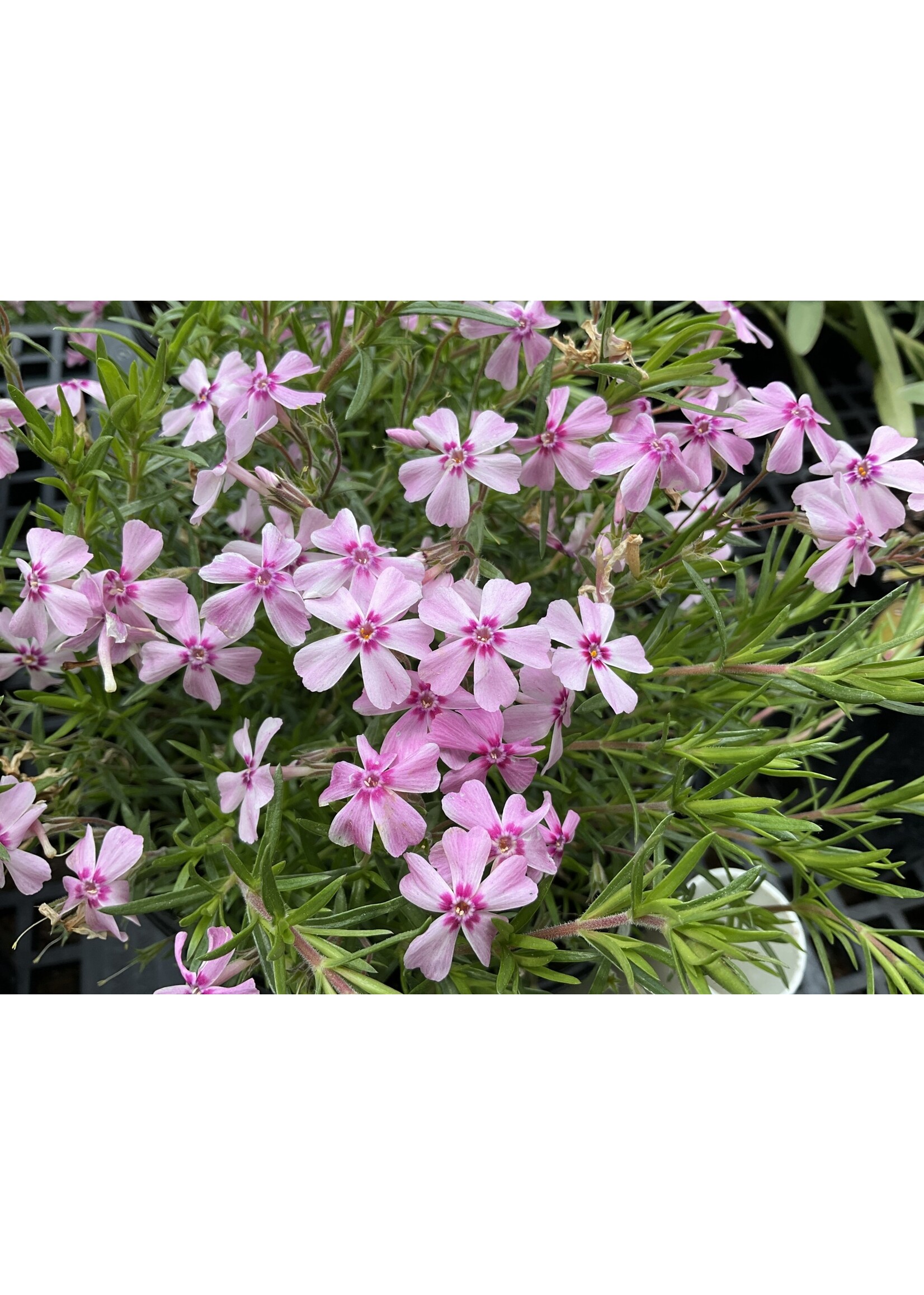 Phlox sub. Spring Pink Dark Eye Phlox - Creeping, #1