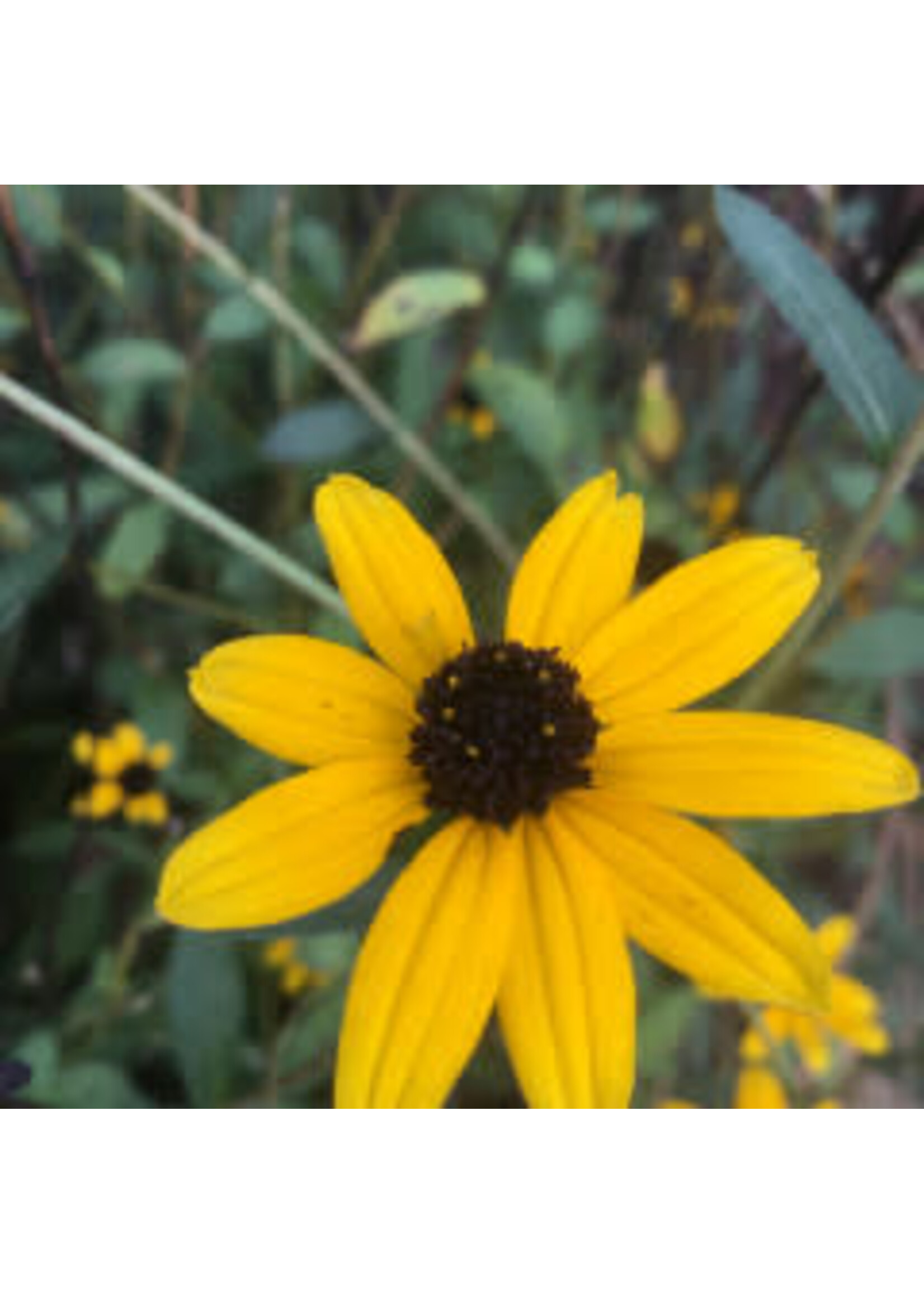 Rudbeckia fulgida var. deamii,  Black-Eyed Susan, #1