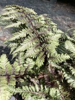 Athyrium nip. Regal Red Fern - Japanese Painted Fern, Regal Red, #1