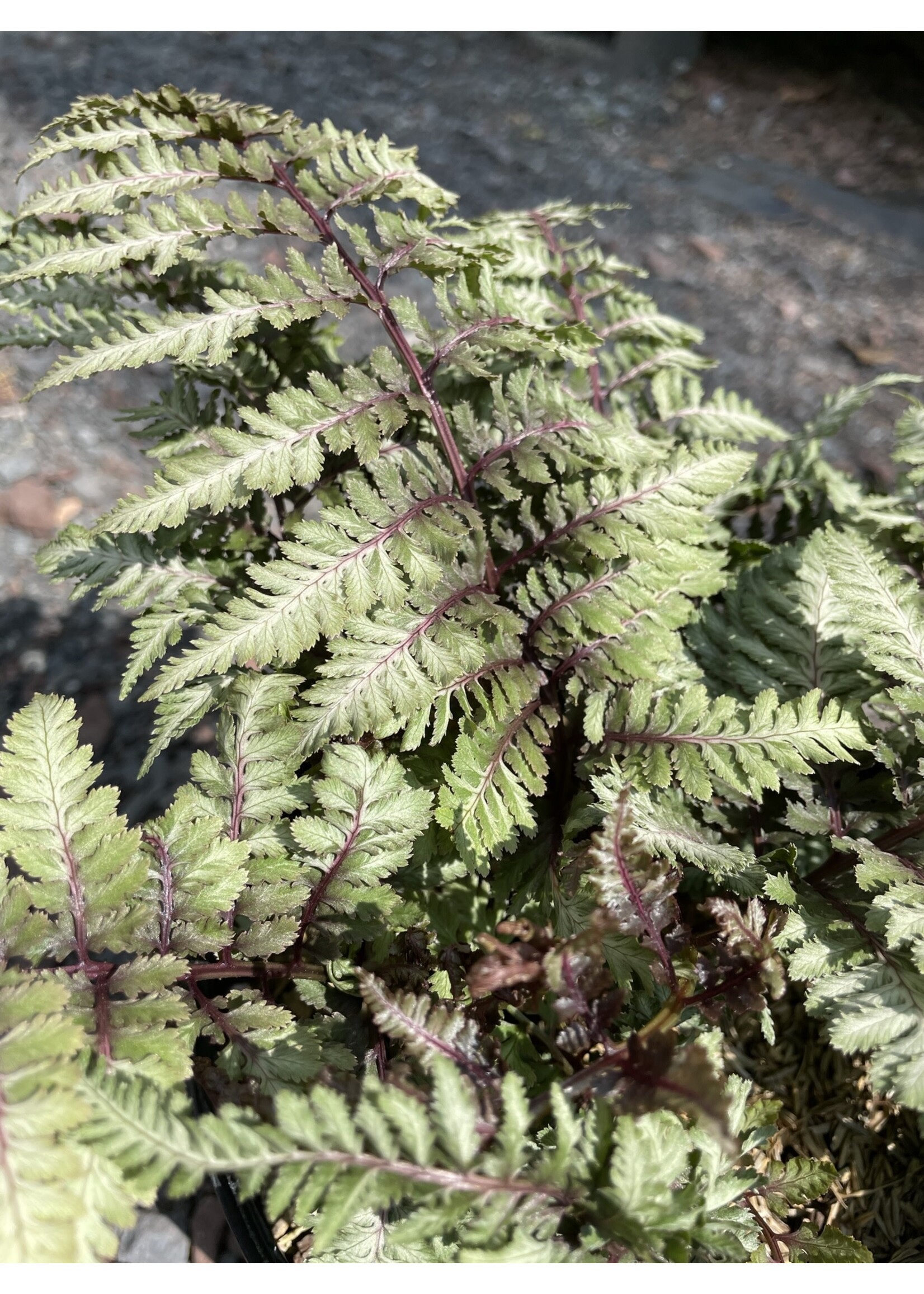 Athyrium nip. Regal Red Fern - Japanese Painted Fern, Regal Red, #1