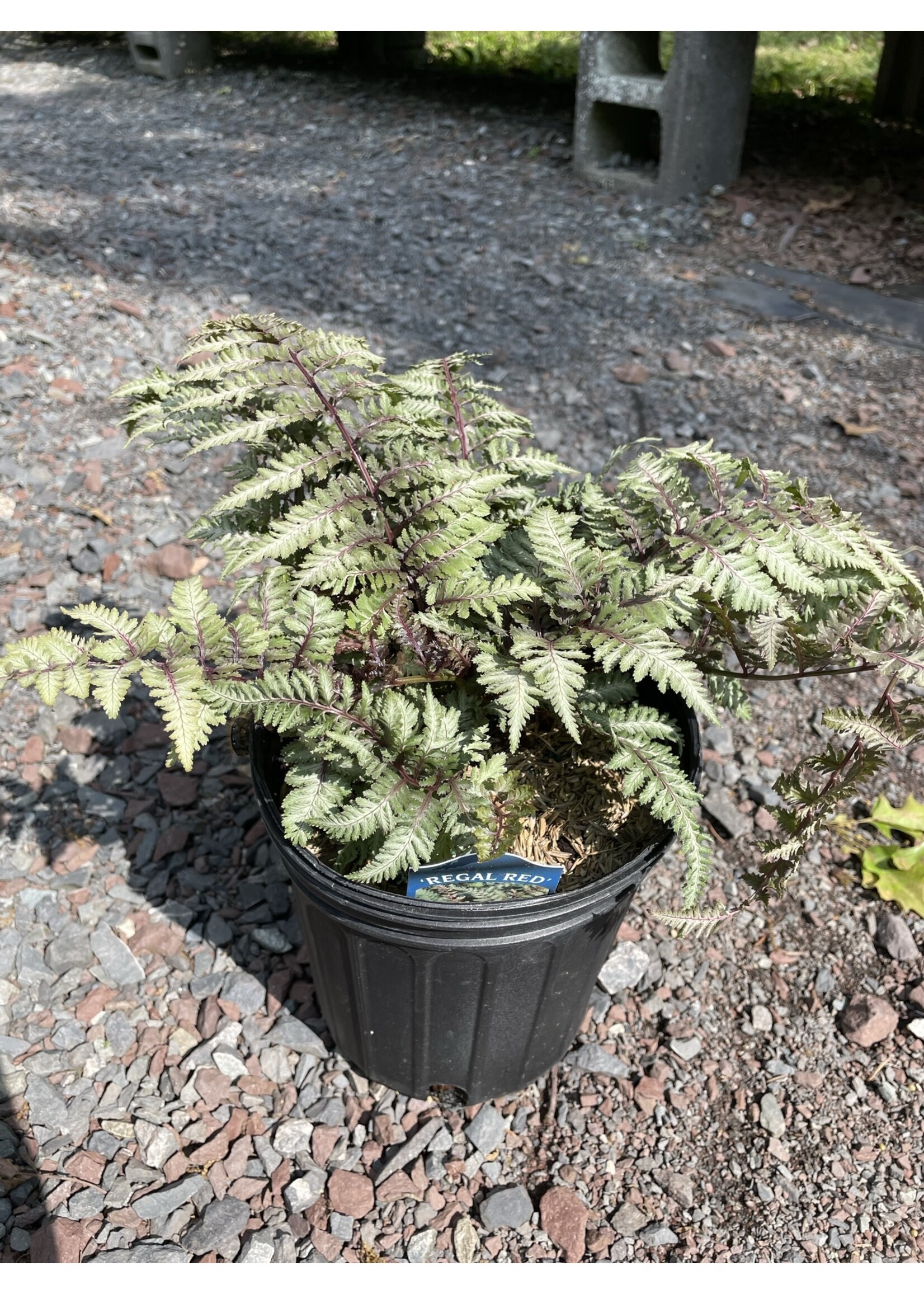 Athyrium nip. Regal Red Fern - Japanese Painted Fern, Regal Red, #1