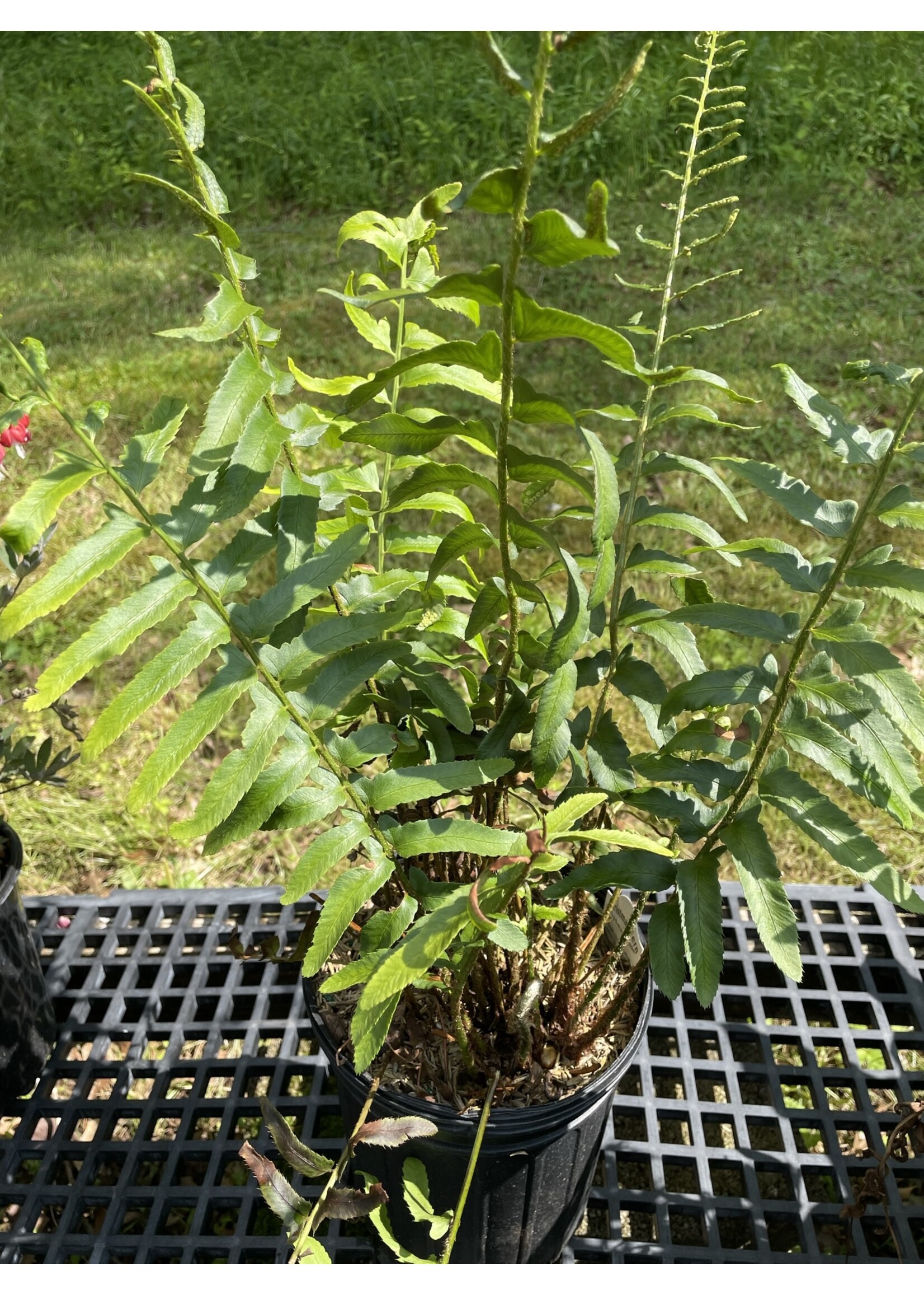 Polystichum acrostichoides Fern - Christmas, #1 container
