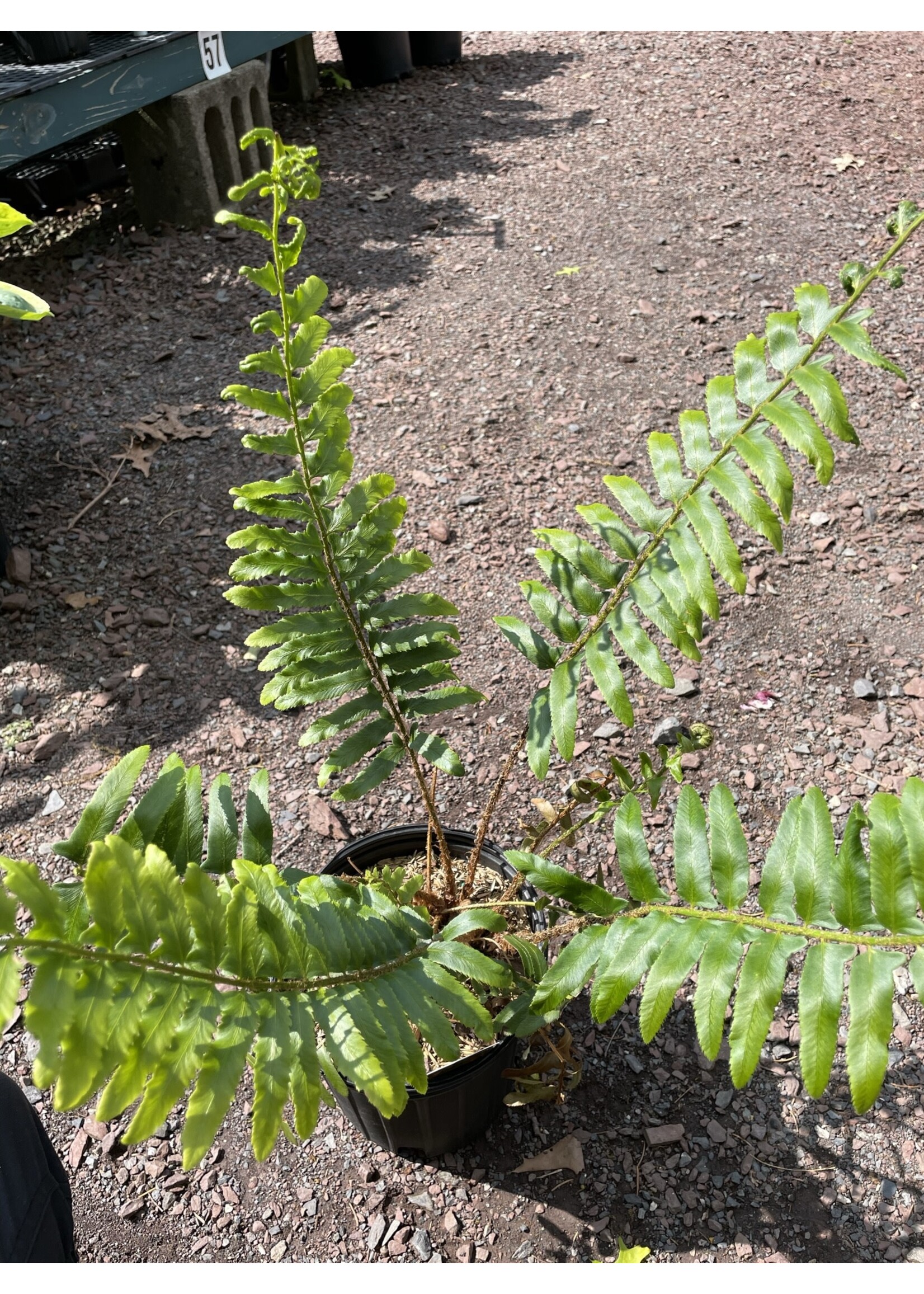 Polystichum acrostichoides Fern - Christmas, #1 container