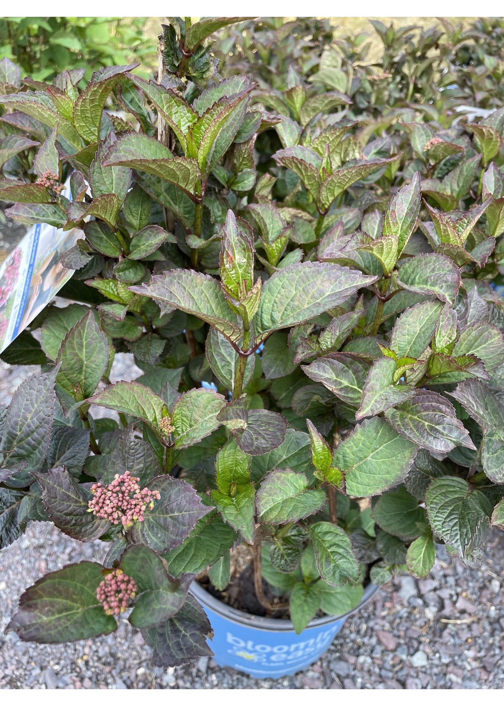 Hydrangea serrata Pink Dynamo Hydrangea - Hydrangea #3