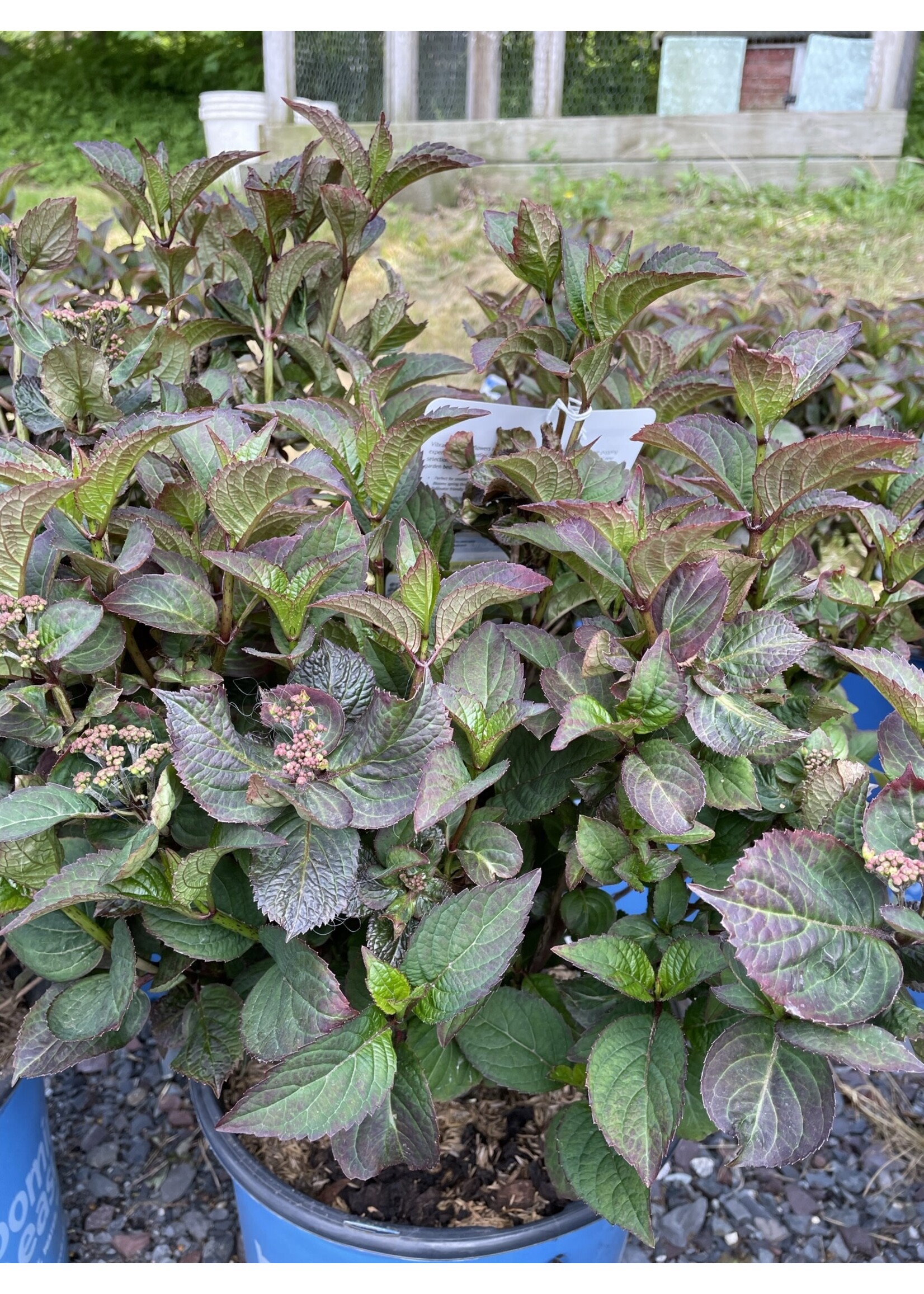 Hydrangea serrata Pink Dynamo Hydrangea - Hydrangea #3