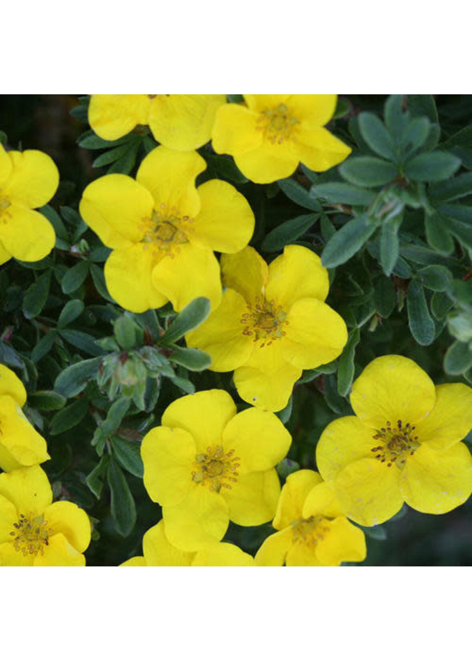 Potentilla frut. Happy Face Yellow  Bush Cinquefoil, Happy Face Yellow, #3