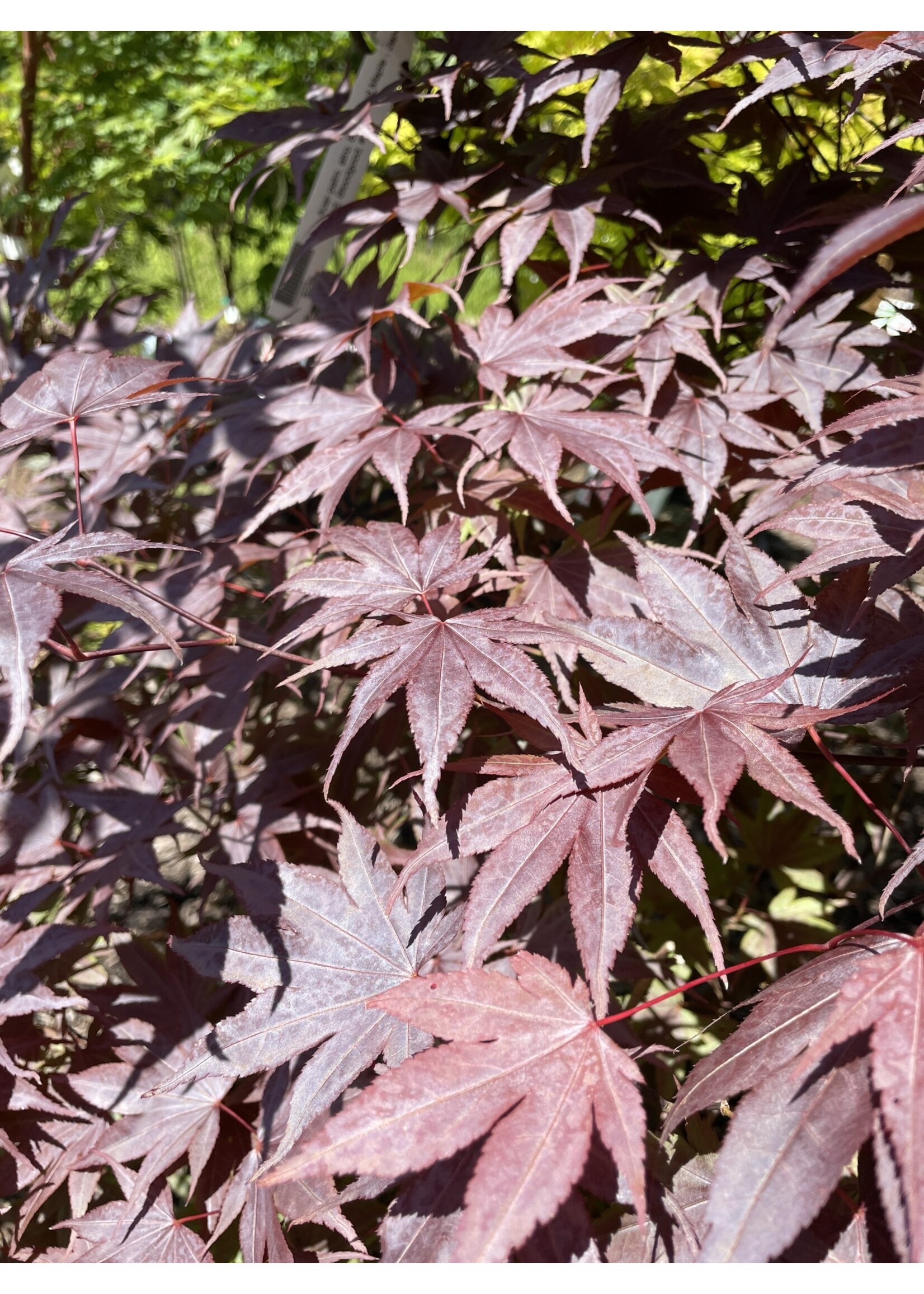 Acer palm. atro. Bloodgood Maple - Japanese Red, Bloodgood, #7