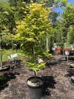 Acer palm. Redwood Maple - Japanese Coral Bark, #3