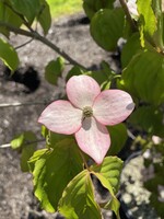 Cornus kousa  Heartthrob  Dogwood #10