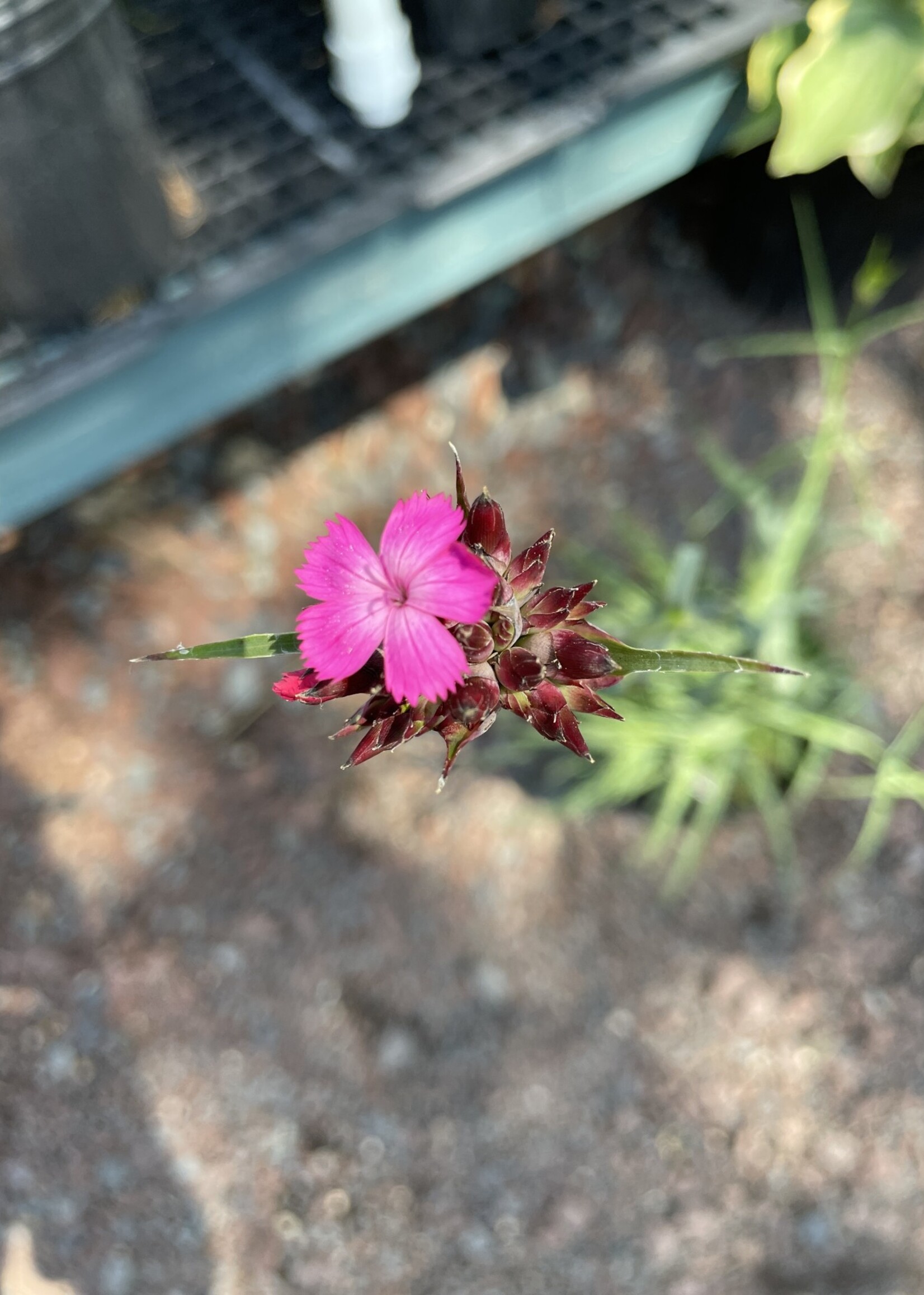 Dianthus carthusianorum Pink, Carthusian, #1