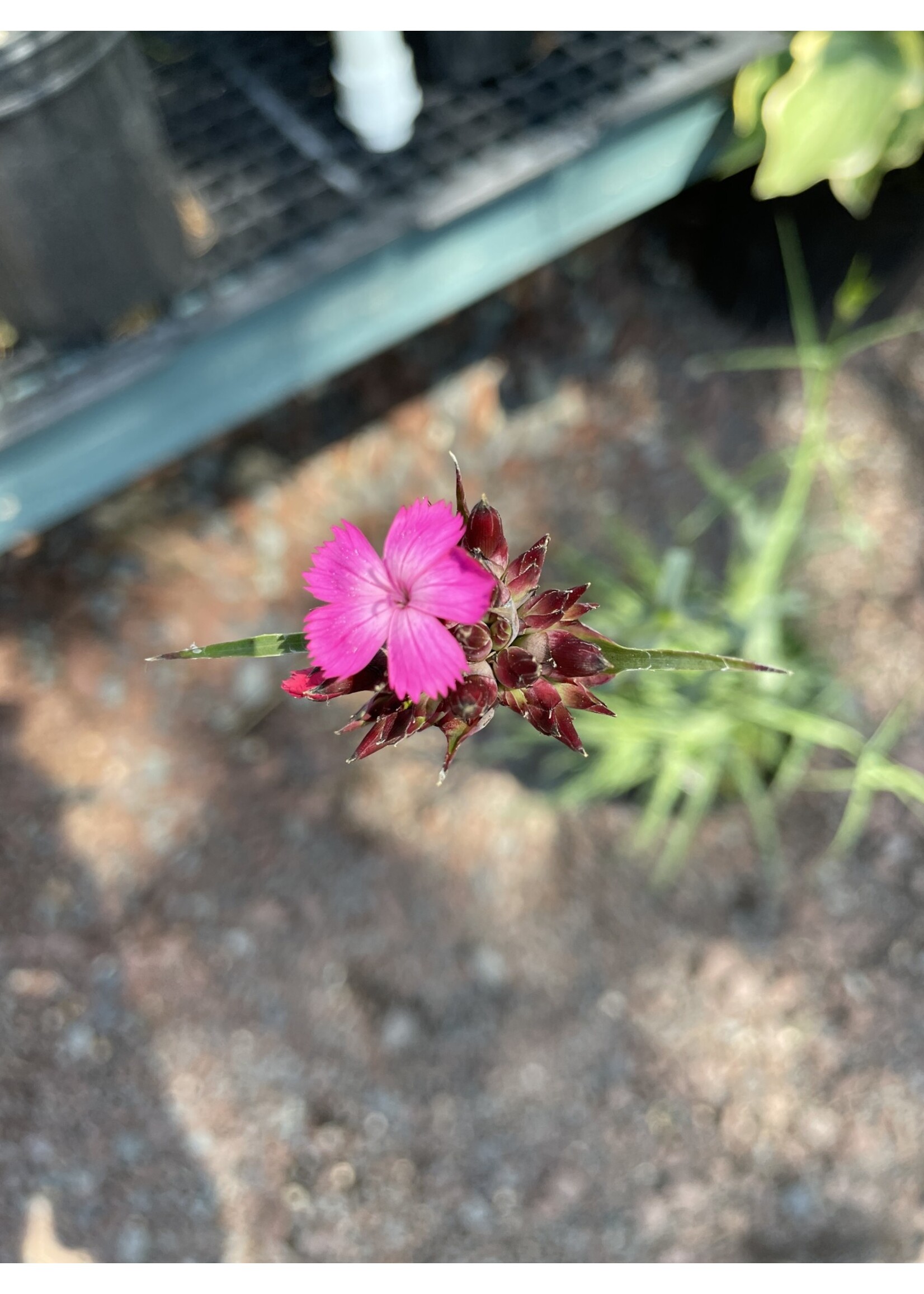 Dianthus carthusianorum Pink, Carthusian, #1