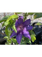 Clematis Marie Louise Jensen,  Clematis,  #1 container