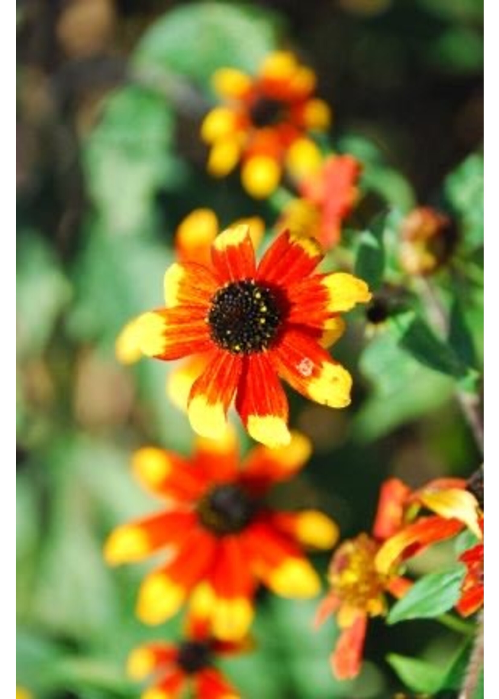 Rudbeckia triloba Prairie Glow, Brown-Eyed Susan, #1