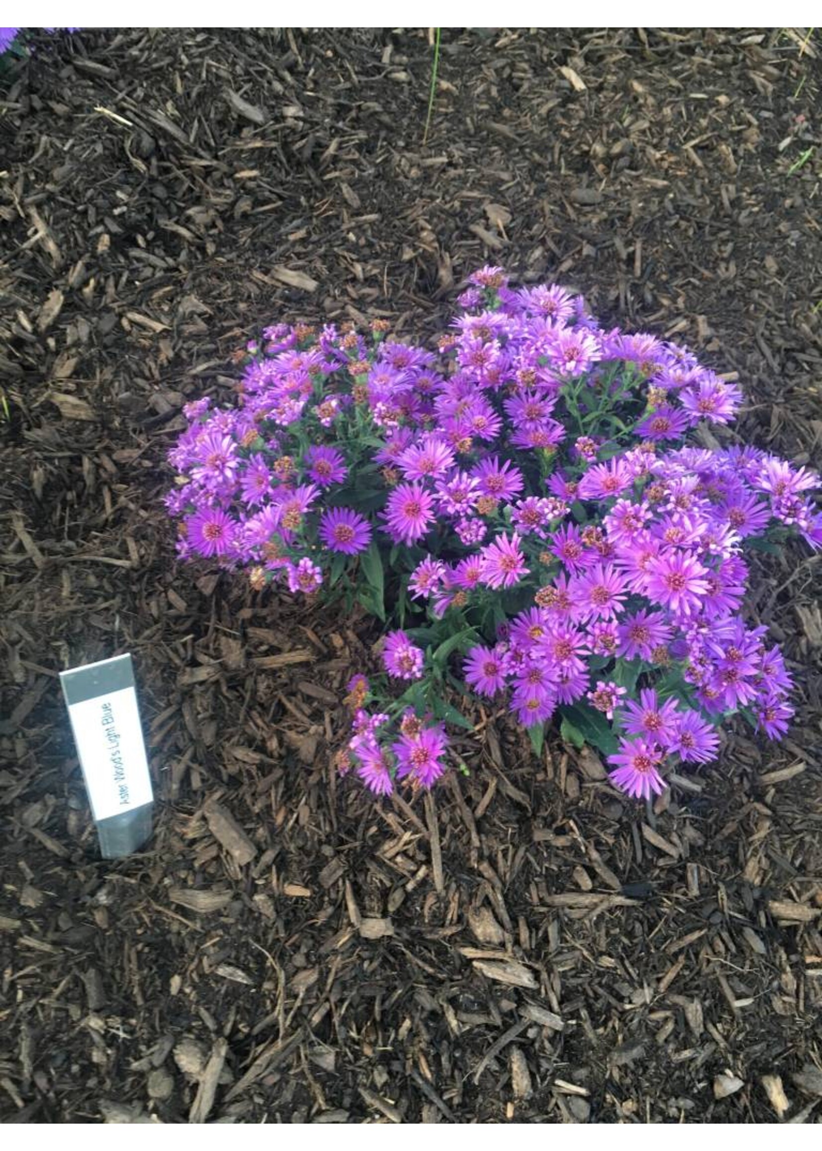 Aster novi-belgii 'Woods Blue, Aster, New York,