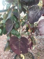 Cercis can. Ruby Falls Redbud - Eastern Weeping, Ruby Falls, #7