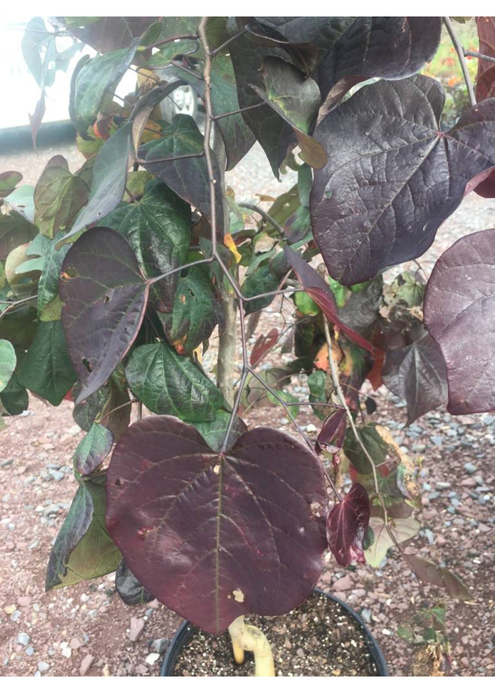 Cercis can. Ruby Falls Redbud - Eastern Weeping, Ruby Falls, #7