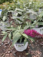 Buddleia x Pugster Pinker, butterfly bush #3 container