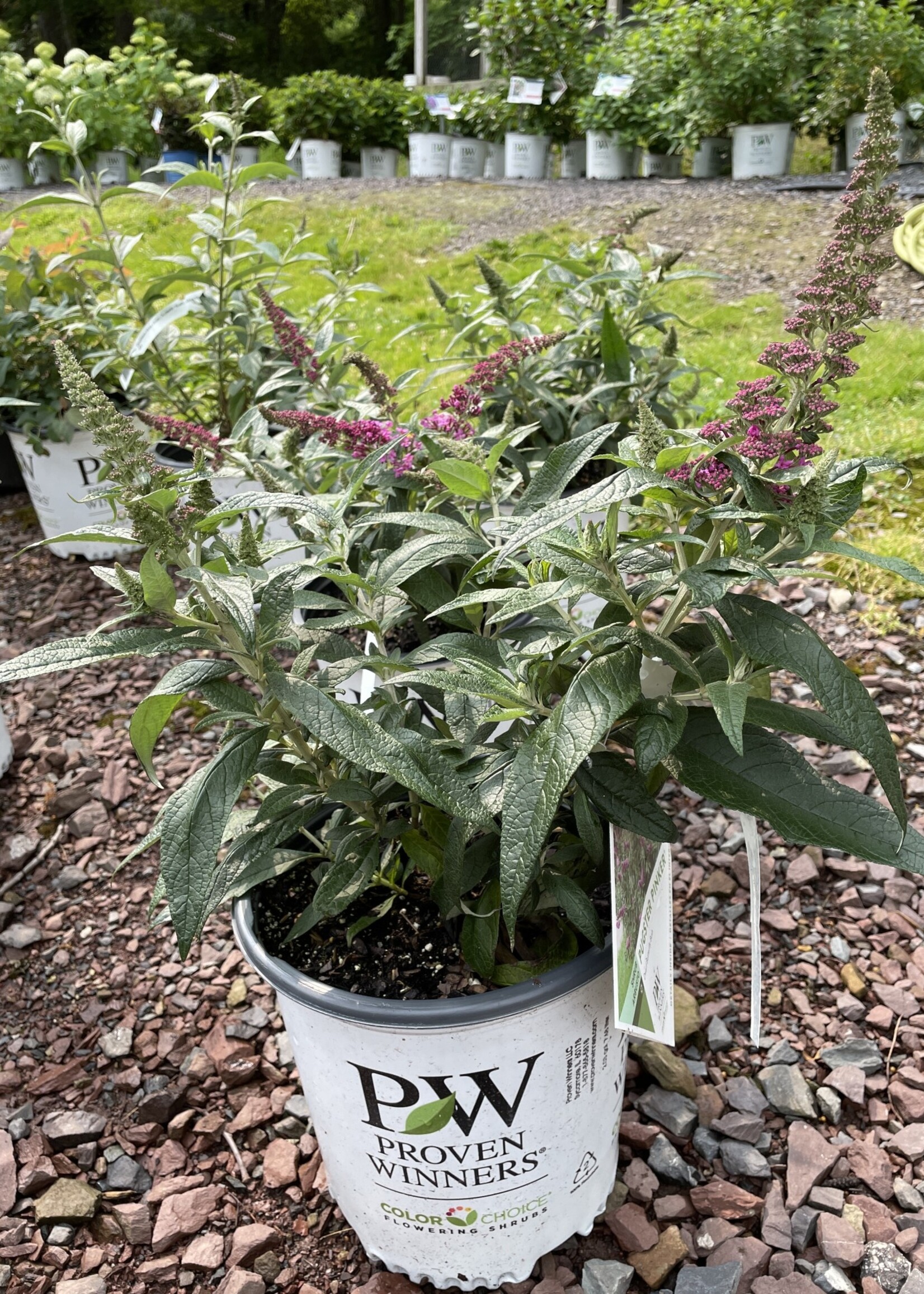 Buddleia x Pugster Pinker, butterfly bush 3 container Behmerwald Nursery