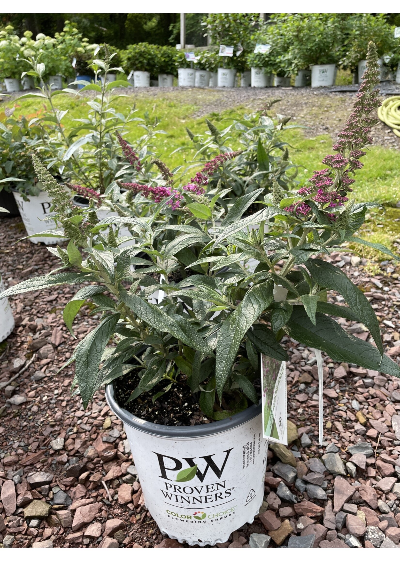 Buddleia x Pugster Pinker, butterfly bush #3 container