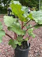 Livingstone Canada Red Rhubarb (Rheum rhubarbarum 'Canada Red')