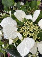 Schizophragma hydr. Flirty Girl, Hydrangea - Vine, white, #3