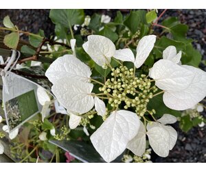 Schizophragma hydr. Flirty Girl, Hydrangea - Vine, white, #3