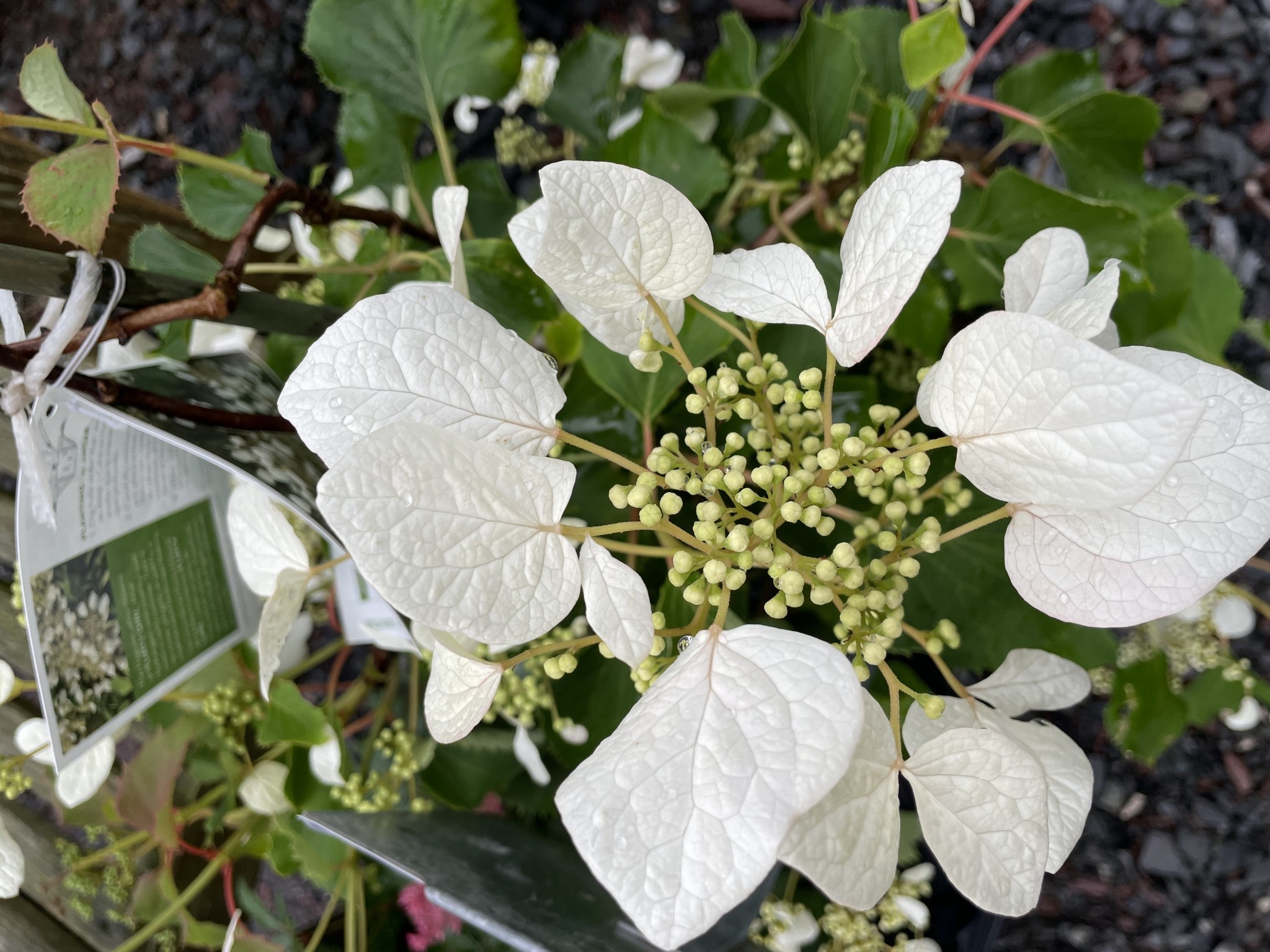Schizophragma hydr. Flirty Girl, Hydrangea Vine, white, 3