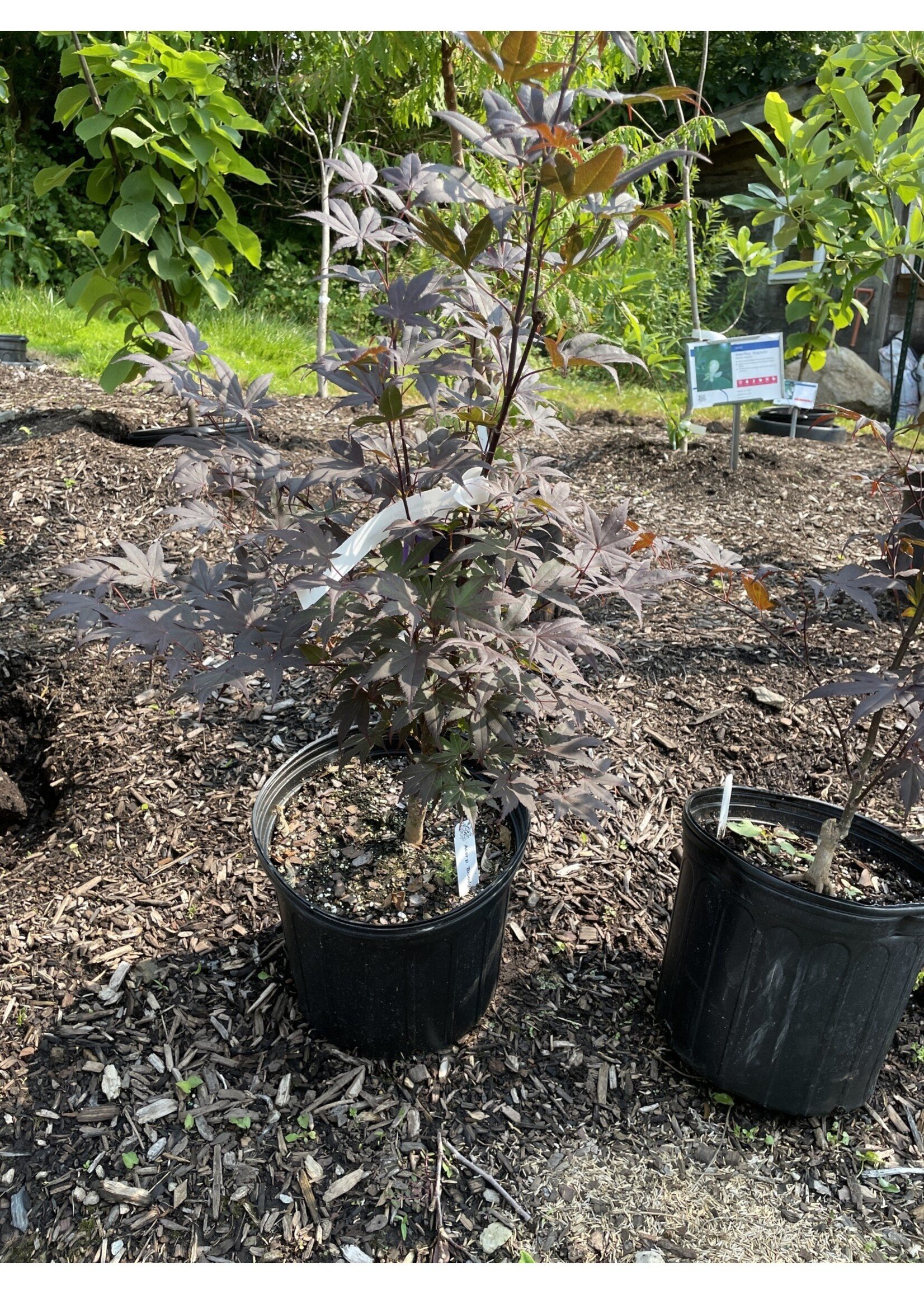 Acer palm. atro. Bloodgood Maple - Japanese Red, Bloodgood #5 container