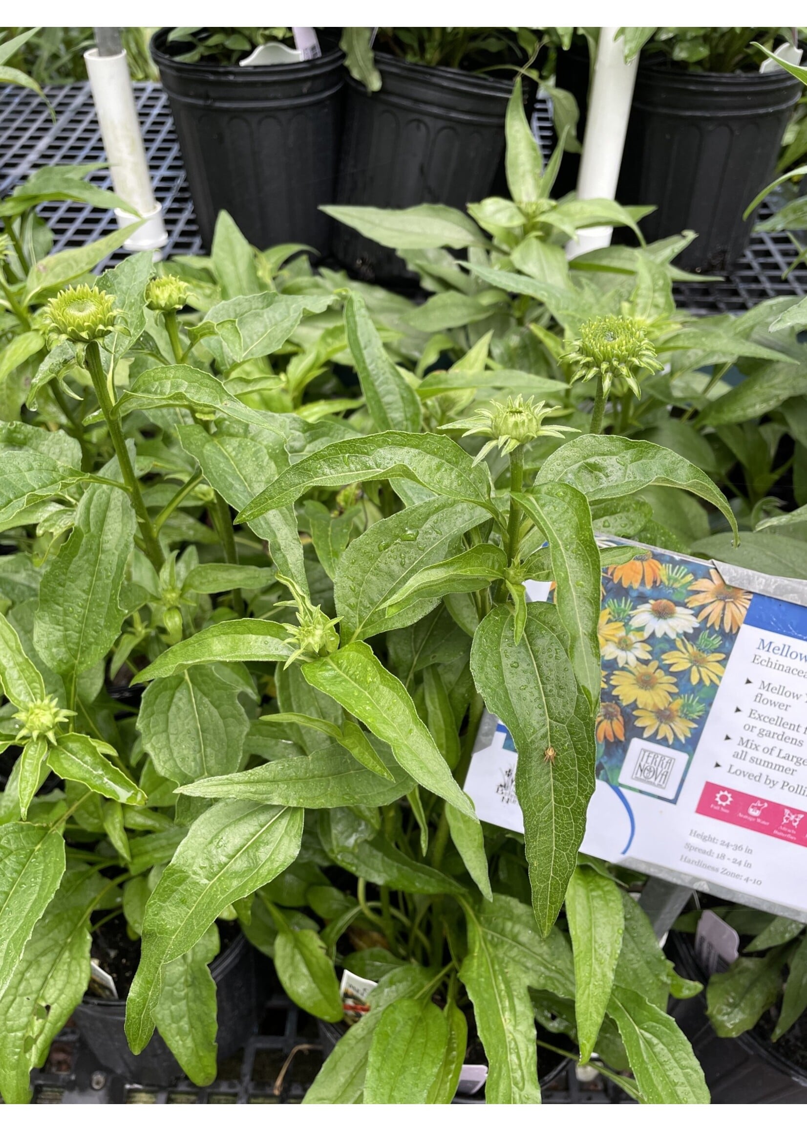 Echinacea pur. Mellow Yellow, Coneflower #1