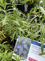 Symphyotrichum oblongifolium, Aromatic Aster, #1