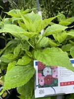 Hibiscus mosch. Luna Mix Mallow, #1