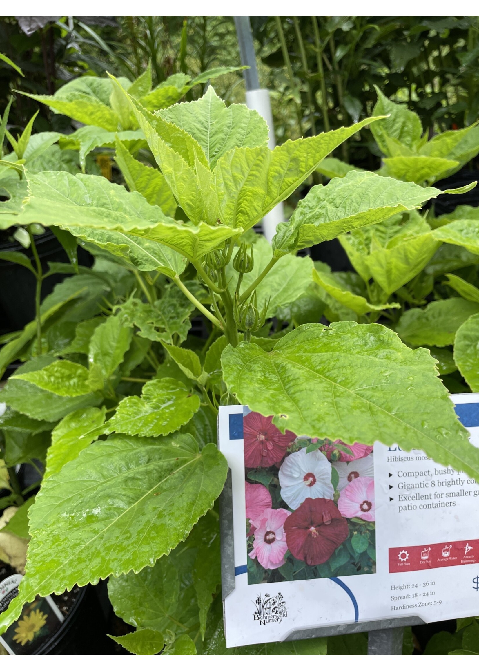 Hibiscus mosch. Luna Mix Mallow, #1